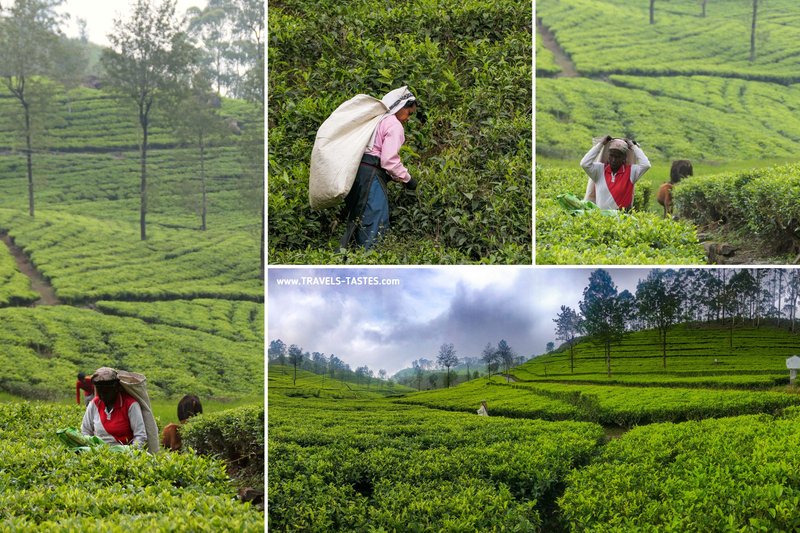Tea pickers in tea gardens, Sri Lanka
