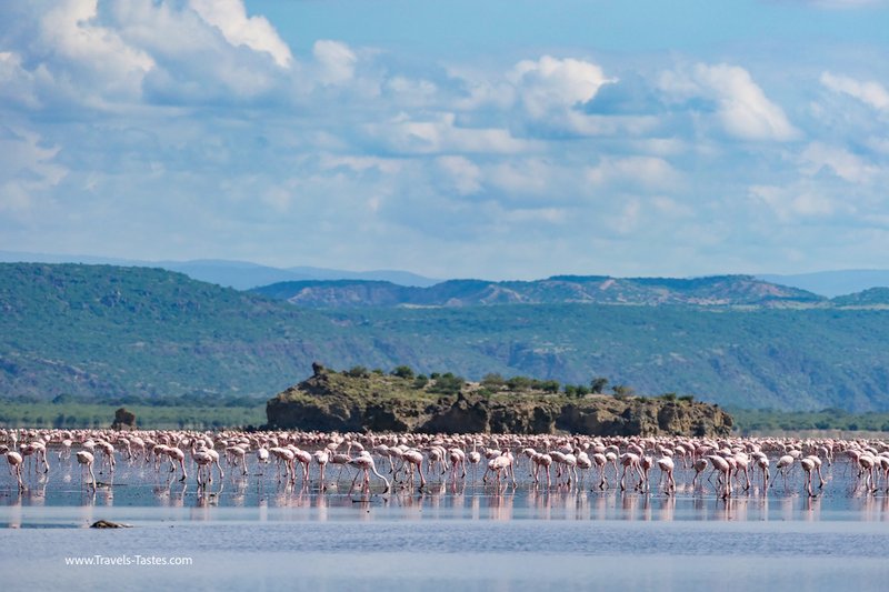Flamingos on lake natron