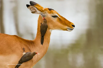 Impala at Tarangire National Park, Tanzania