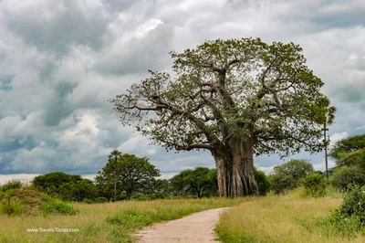 Baobab tree at Tarangire National Park, Tanzania