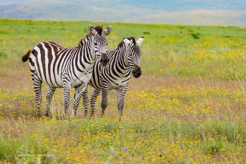 Zebras on Safari in Tanzania Ngorongoro Crater