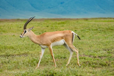Thompson Gazelle / Safari in Ngorongoro Crater Tanzania