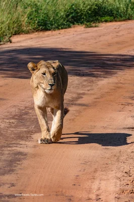 Lioness in Tarangire National Park Tanzania