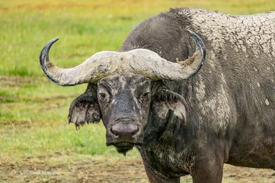 Big 5 Buffalo / Safari in Ngorongoro Crater Tanzania