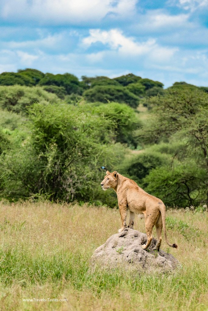 Lioness