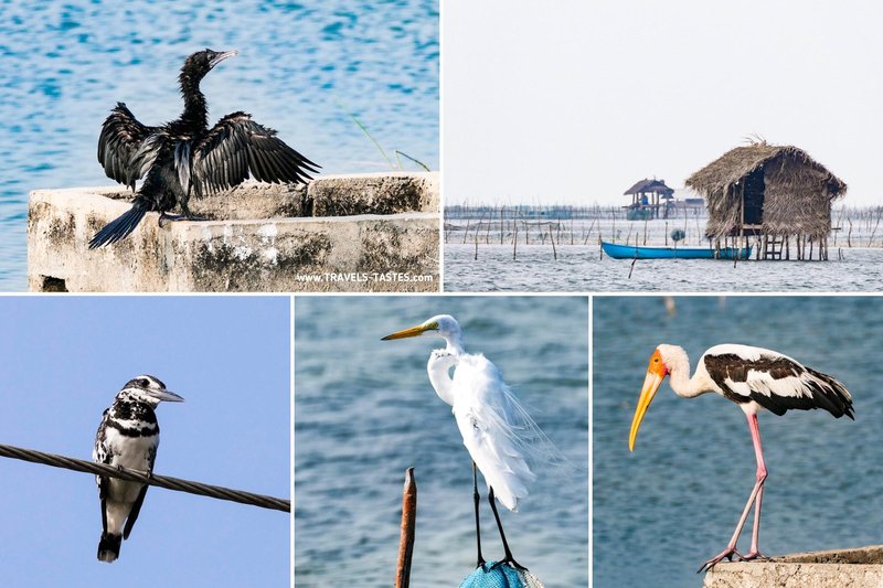 Birds of Sri Lanka, Jaffna Lagoon