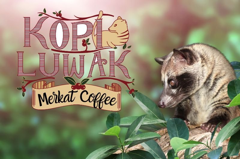 Kopi Luwak - Merkat Coffee