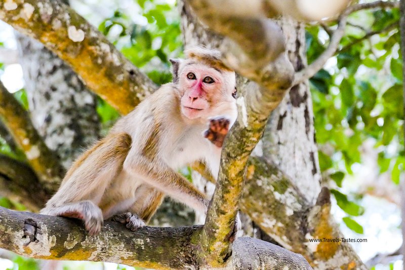 Makaque monkey in Wilpattu national park Sri Lanka