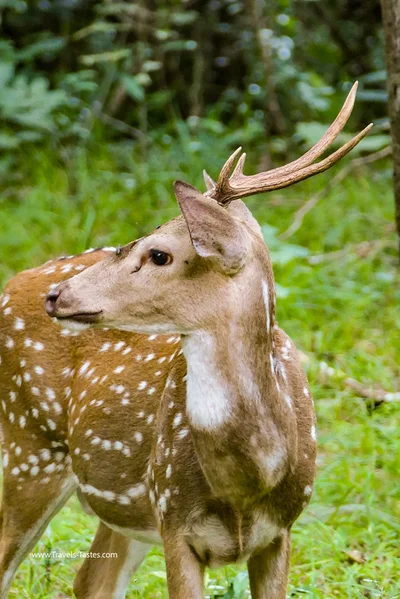 Sri Lanka deer